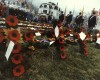 Remembrance Day Photographs