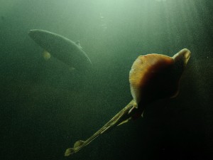 Fundy Discovery Aquarium