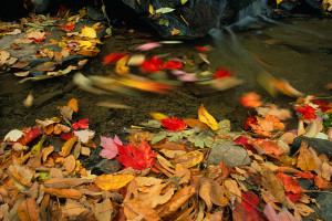 How To Photograph Fabulous Fall Leaves
