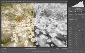 Pandemic Photo Challenge: Black and White Reprocessing